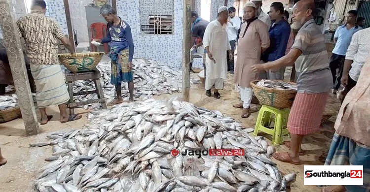 ইলিশে জমজমাট চাঁদপুরের মাছঘাট, নদীতে ফিরছেন জেলেরা
