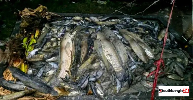 রাউজানে পুকুরে বিষ প্রয়োগে লক্ষাধিক টাকার মাছ মারার অভিযোগ