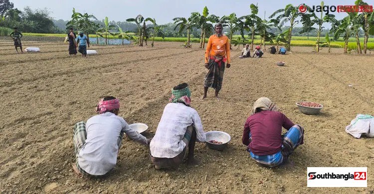 তিন সংকটের বেড়াজালে পেঁয়াজচাষিরা, লাভের হিসাব কঠিন