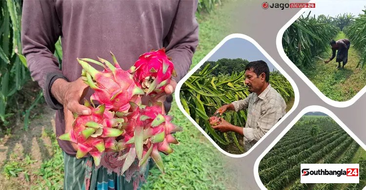 ২০ শতকে শুরু, প্রকৌশলী খায়রুলের এখন সাড়ে ৩ একরজুড়ে ফলের বাগান